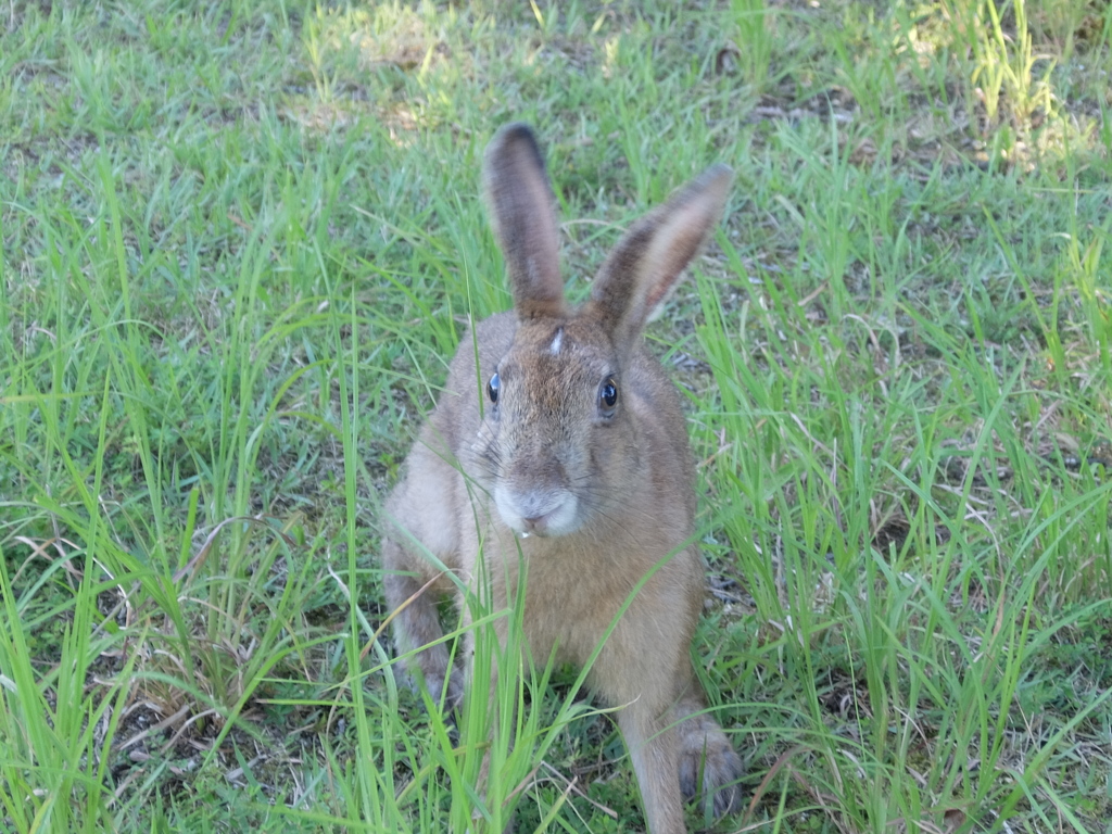 ニホンノウサギ？