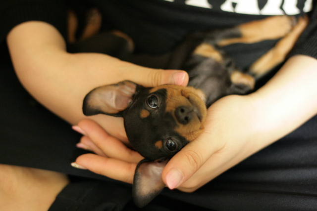 価格 Com ミニチュア ピンシャー ミニピン ペット情報