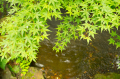 紅葉まであと少し