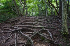 登山道