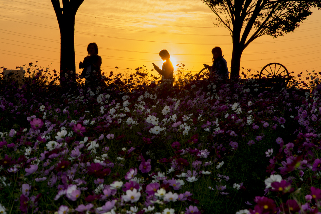 コスモスと夕日女子