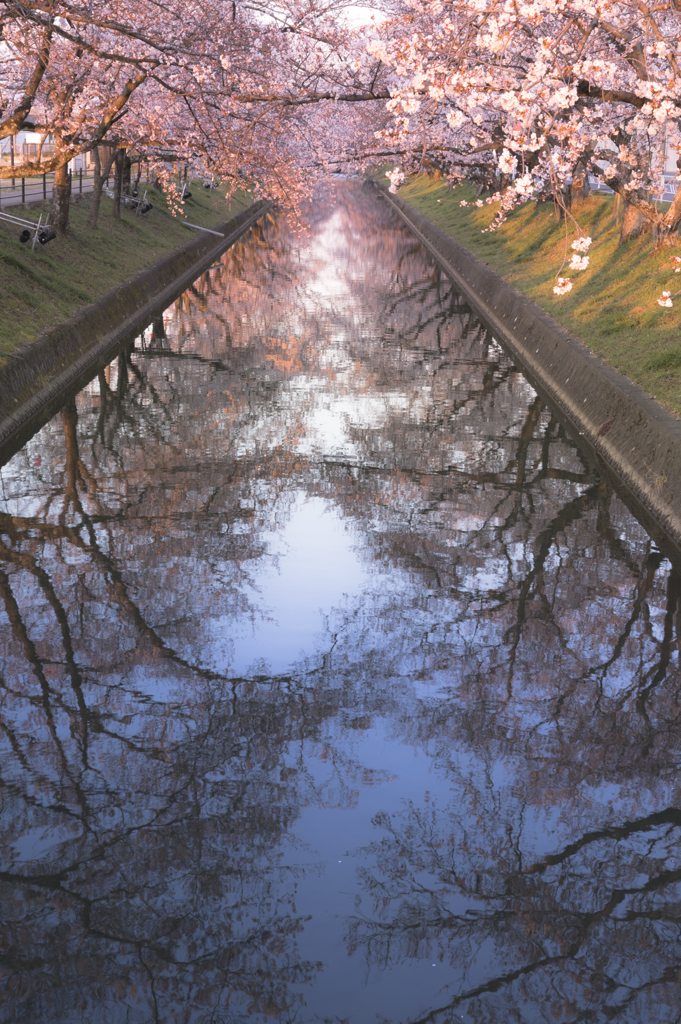 桜水路