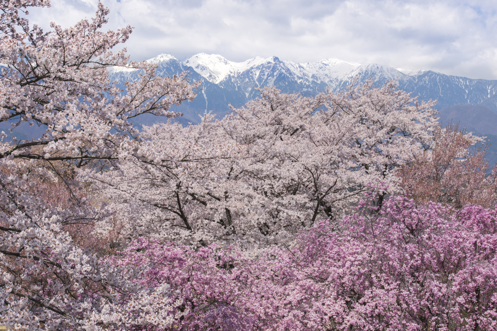 雪山桜
