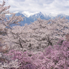 雪山桜