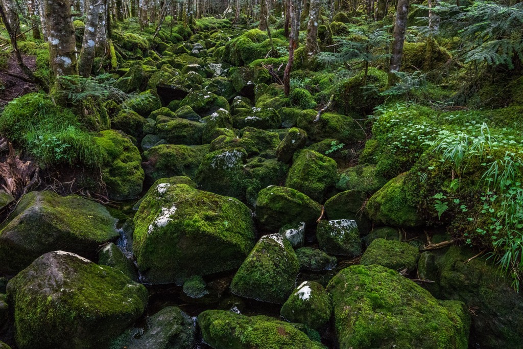 苔むす
