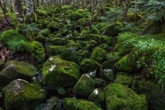 苔むす