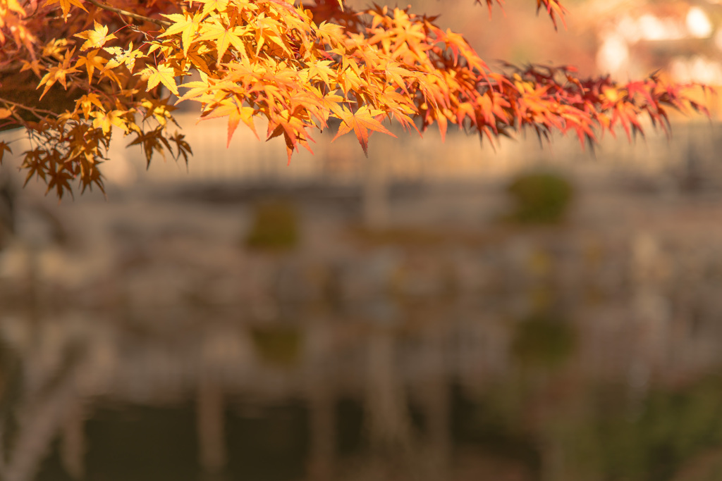紅葉