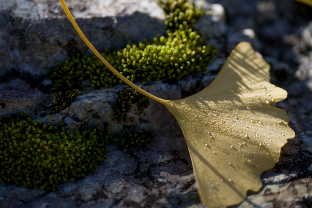 イチョウひと葉