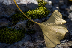イチョウひと葉