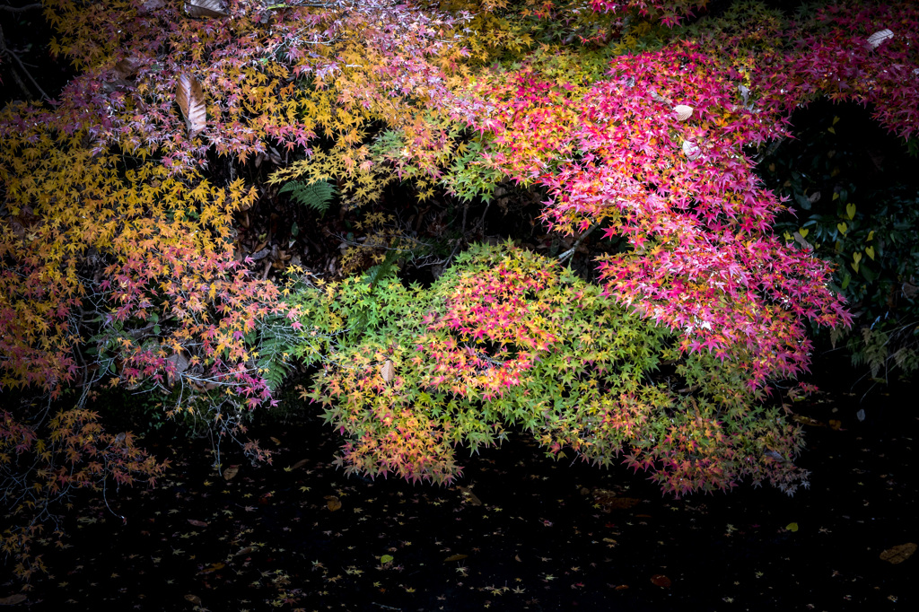 七色もみじ