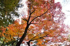 乙女渓谷の紅葉　１