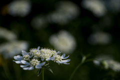 紫陽花の夢