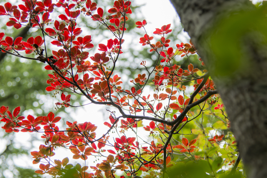 秋を見つけに　～紅葉～