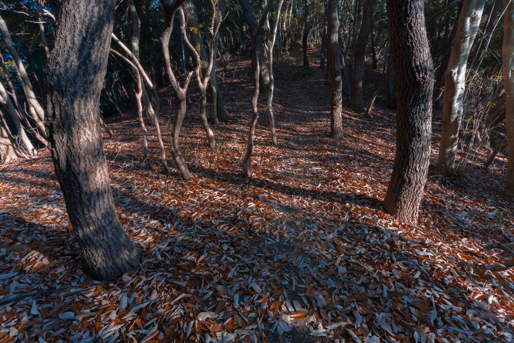 晩秋の森