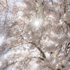 光桜
