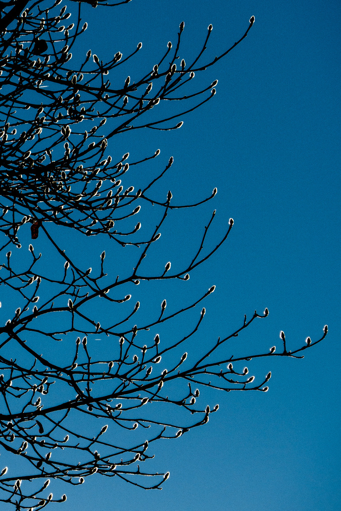 ご近所スナップ　イルミネーション