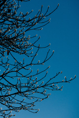 ご近所スナップ　イルミネーション