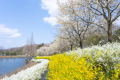 春爛漫