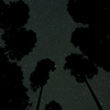星降る森