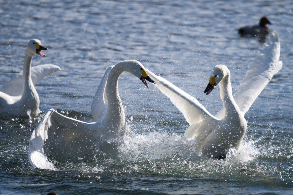 まあまあ，揉めないで揉めないで
