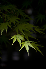 あお紅葉