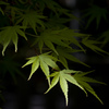 あお紅葉