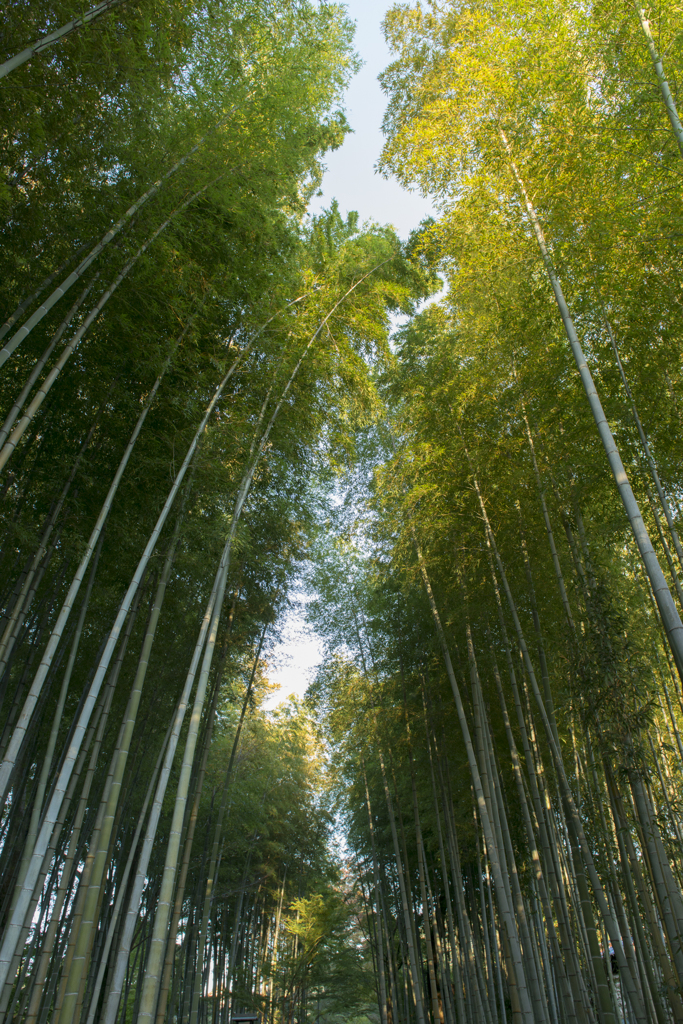 竹林の小径