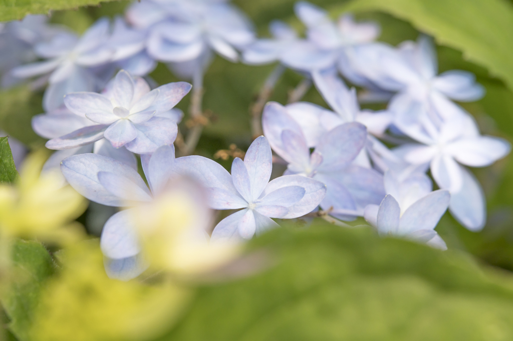 少女の花飾り