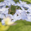 少女の花飾り