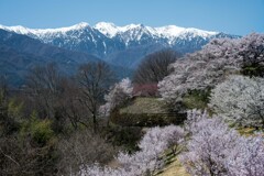 中央アルプス with 桜  