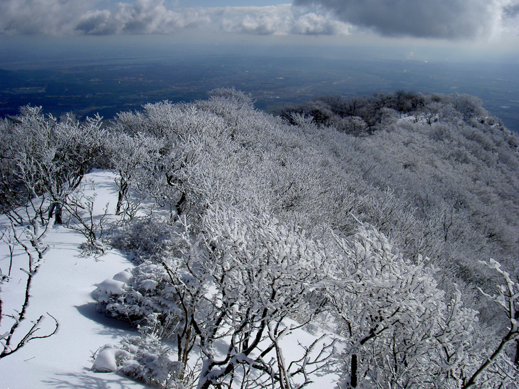 藤原岳樹氷