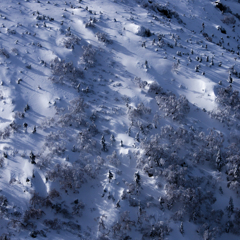 雪と樹と影と