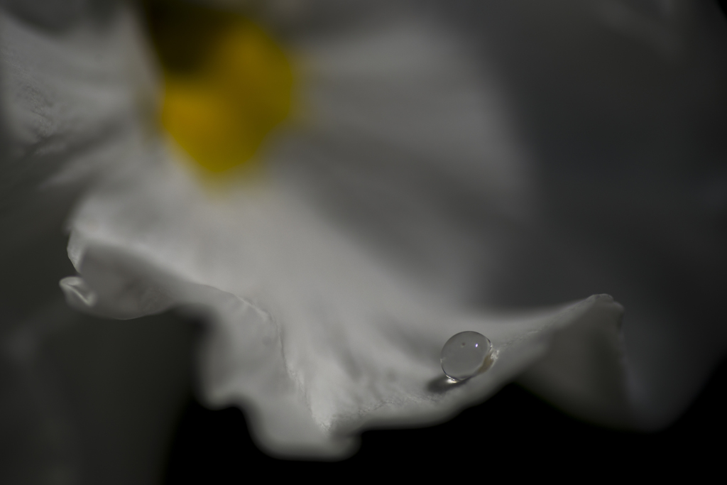 真珠をあなたに