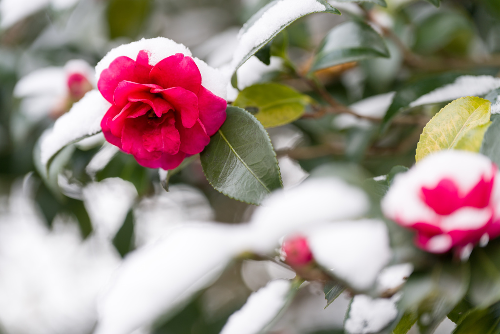 色のない季節に