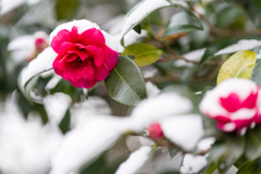 色のない季節に