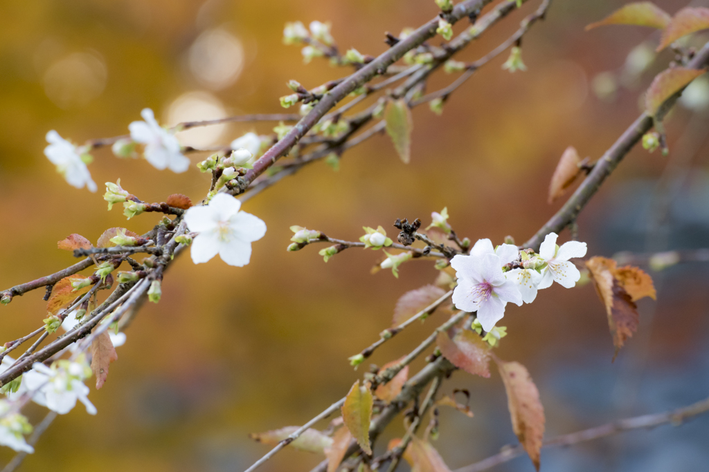 秋色桜