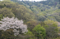 お山は春