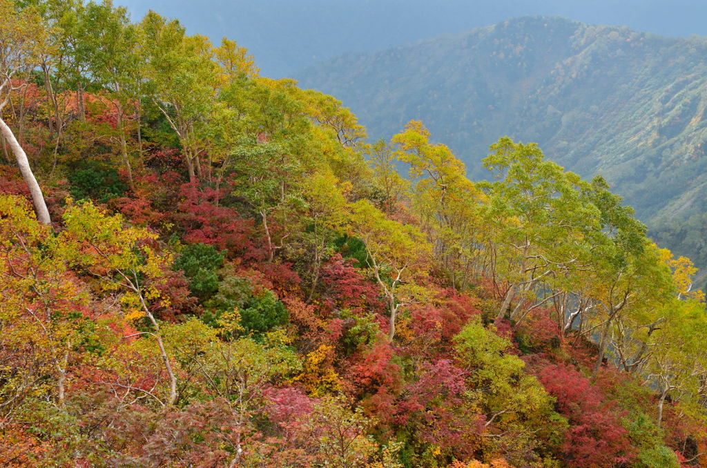 紅葉１