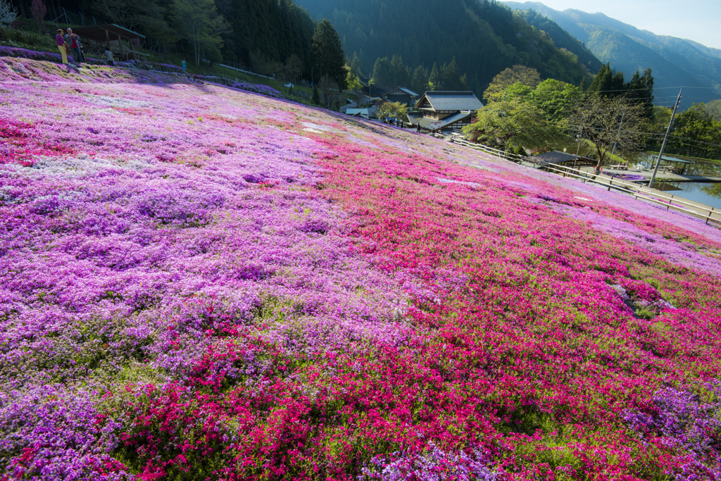 國田家の芝桜