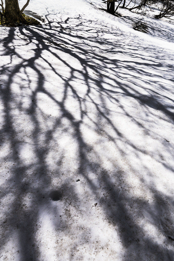 shadow