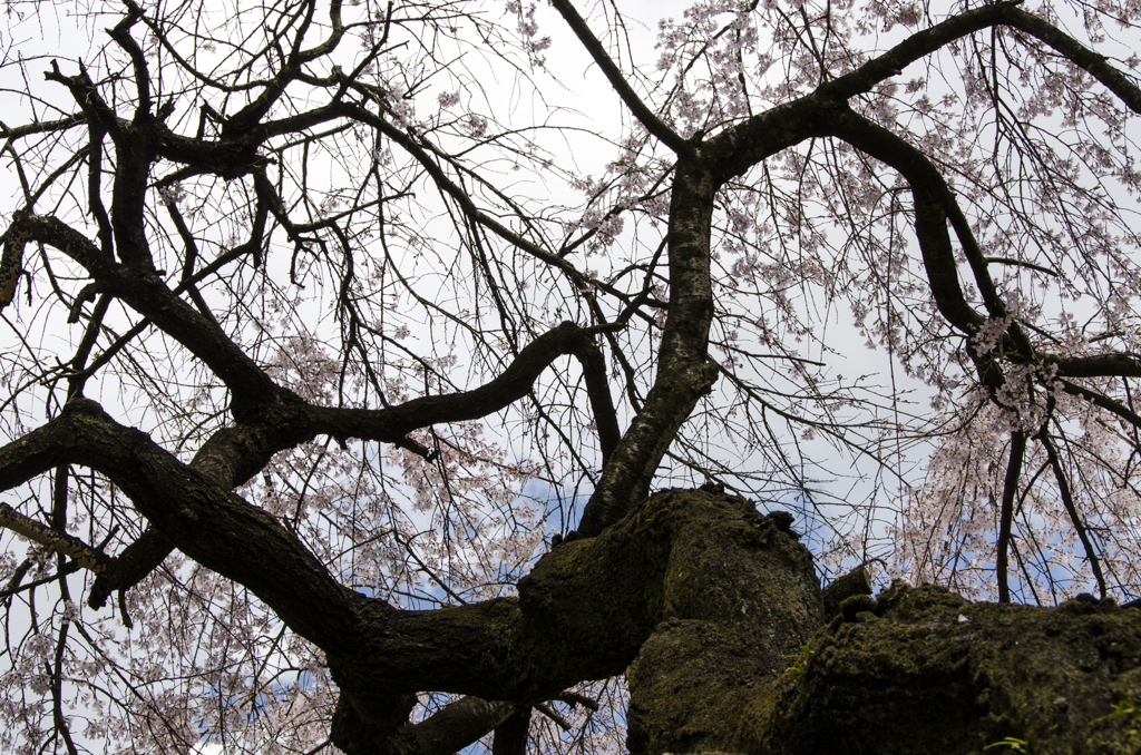 桜三態　古木