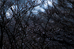 雨の花