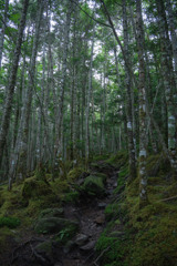 登山道