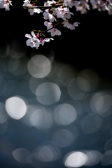 さくらキラキラ