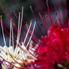 紅白花合戦