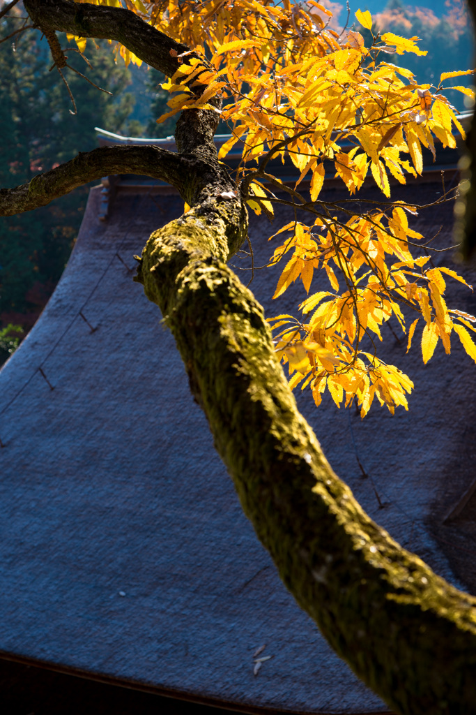 永保寺の黄葉