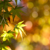 職場の紅葉