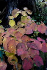 紅葉せんべい