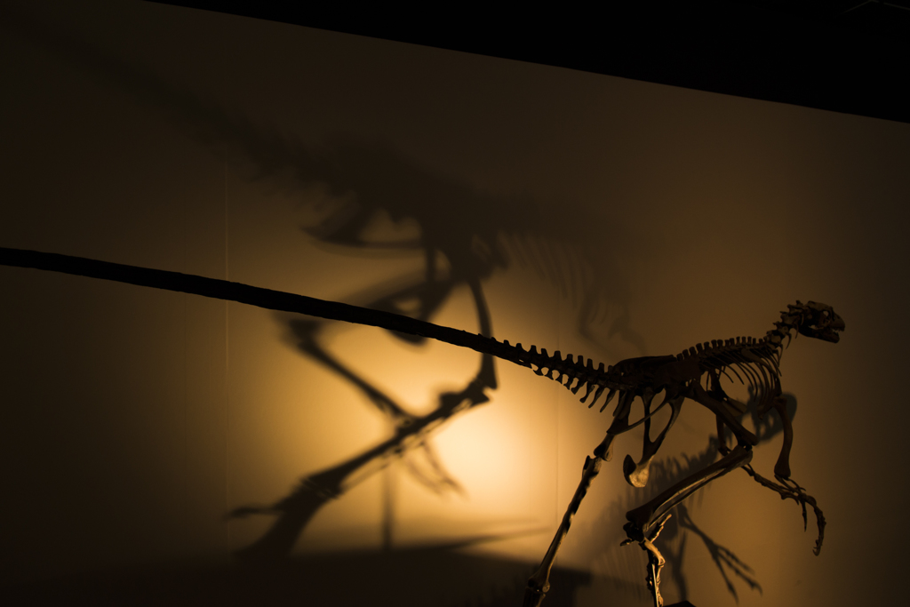 恐竜の光と影