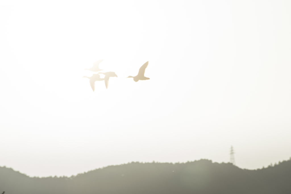 光の中へ　～飛ぶ鳥～